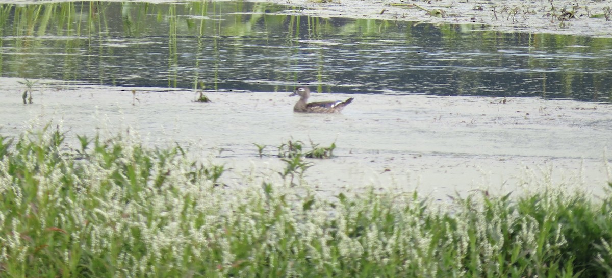 Wood Duck - ML641767015