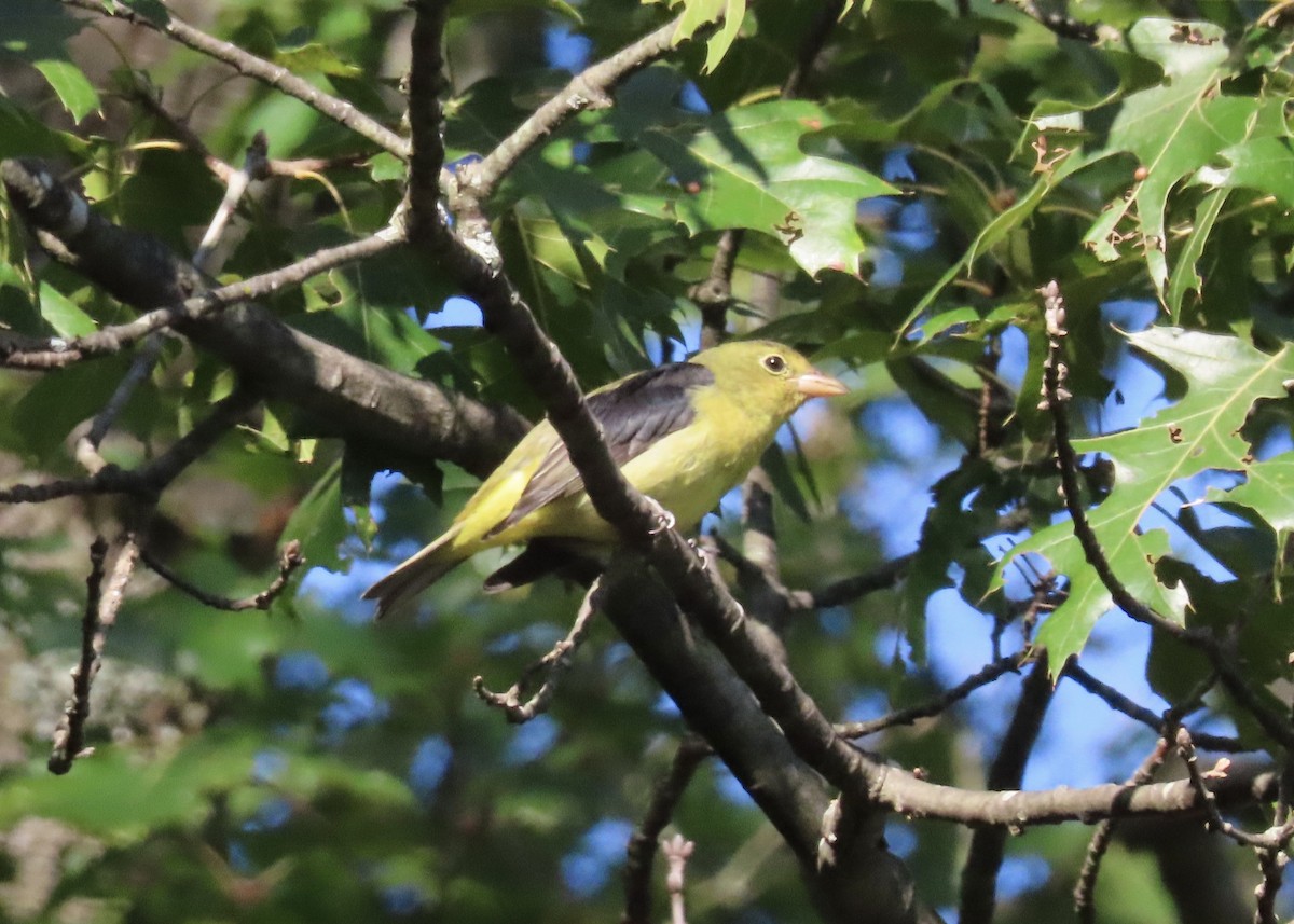 Scarlet Tanager - ML641767034