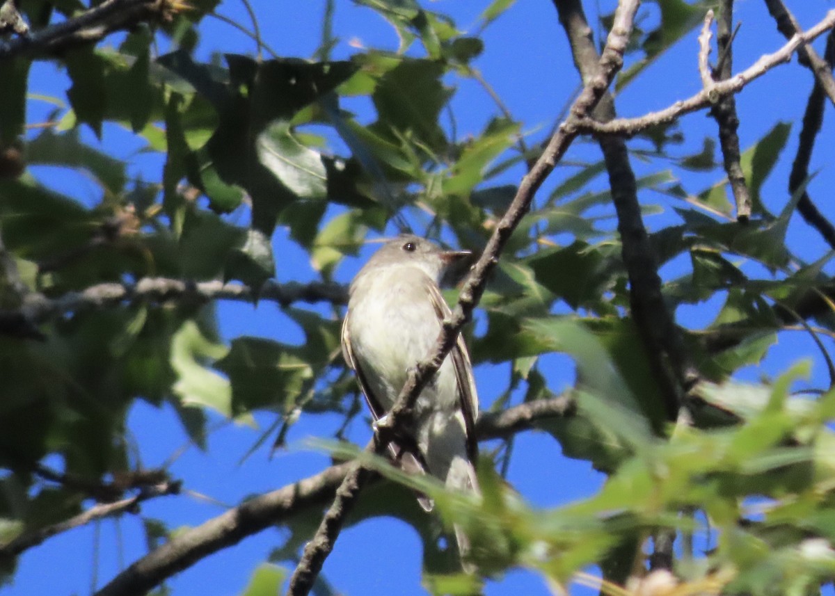 Eastern Wood-Pewee - ML641767039
