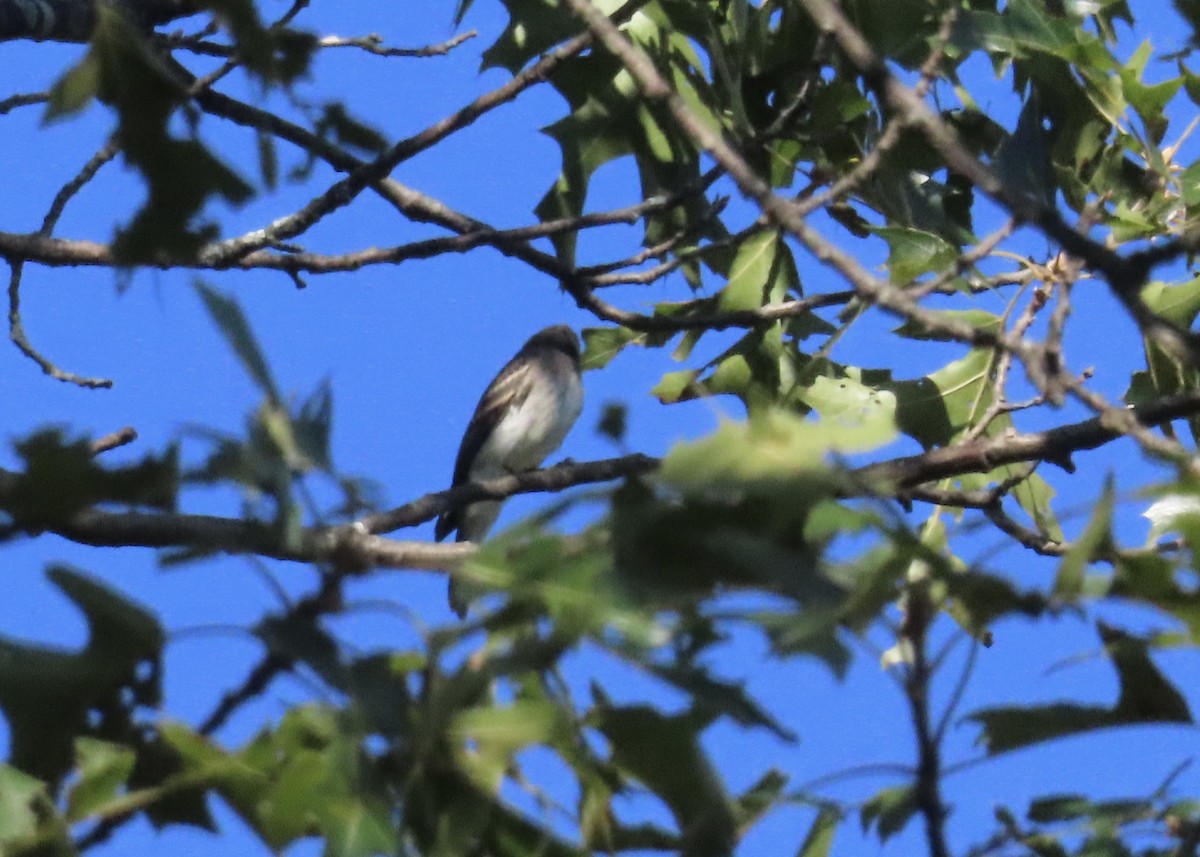 Eastern Wood-Pewee - ML641767040