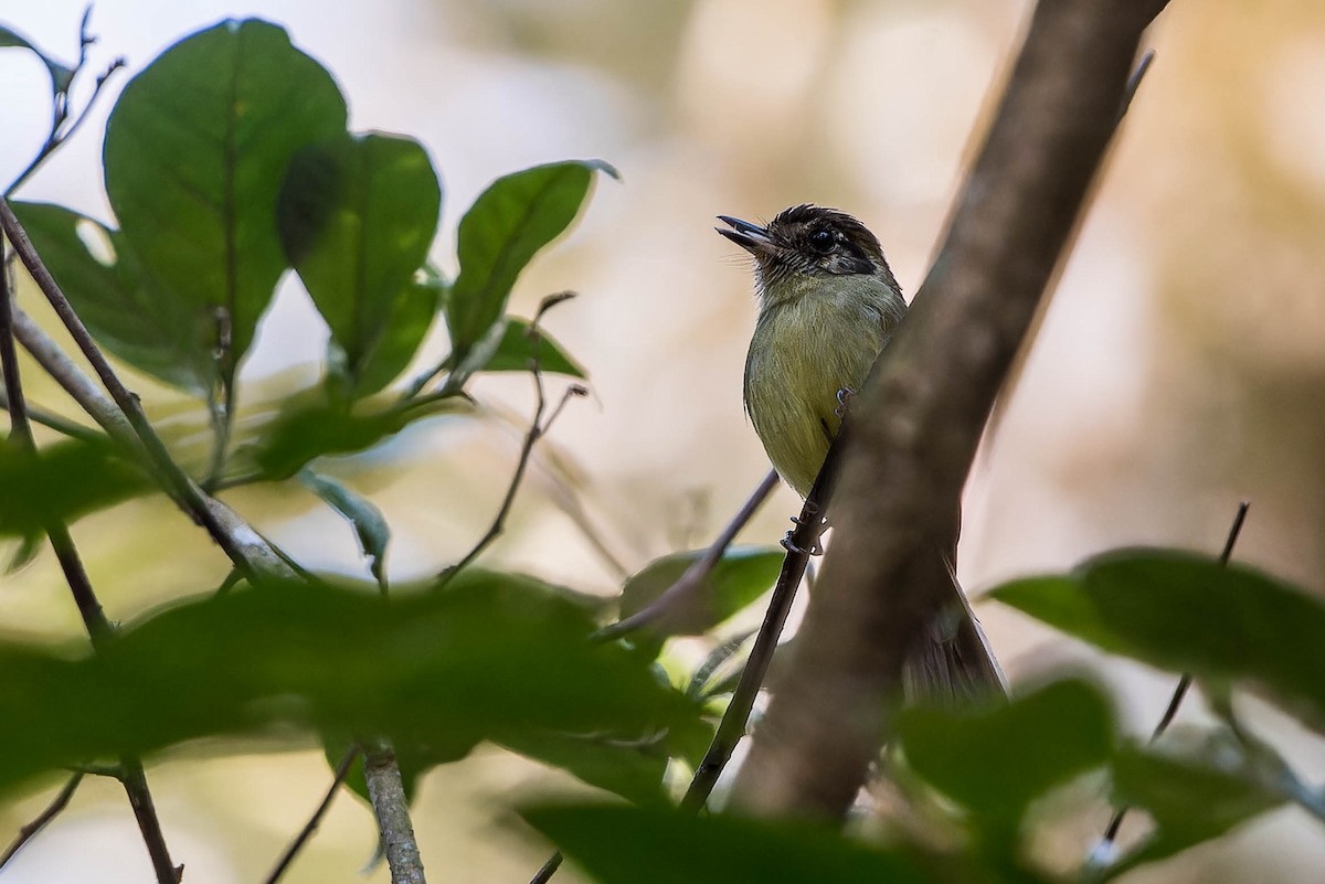 Sepia-capped Flycatcher - ML641767041