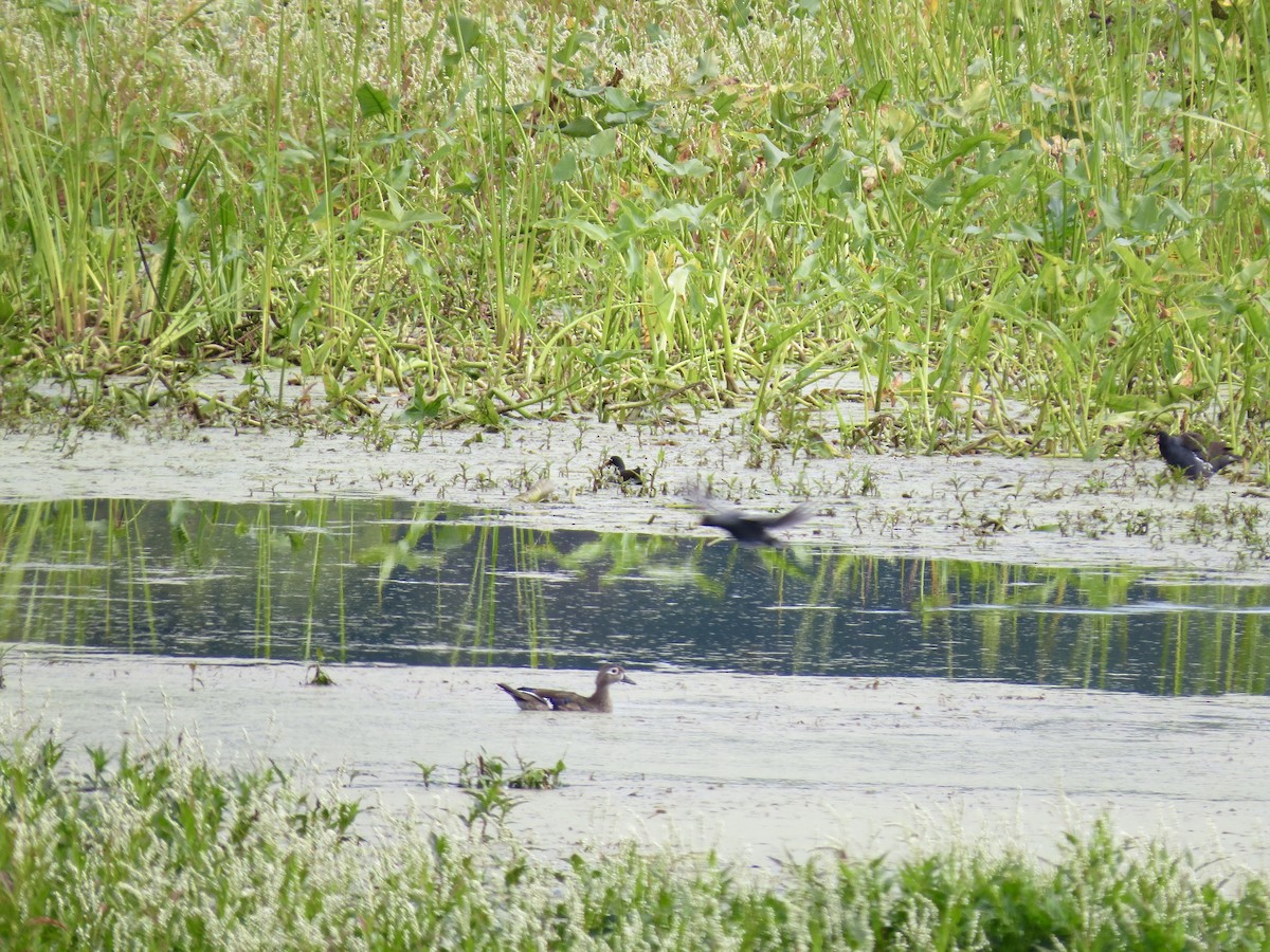 Common Gallinule - ML641767060