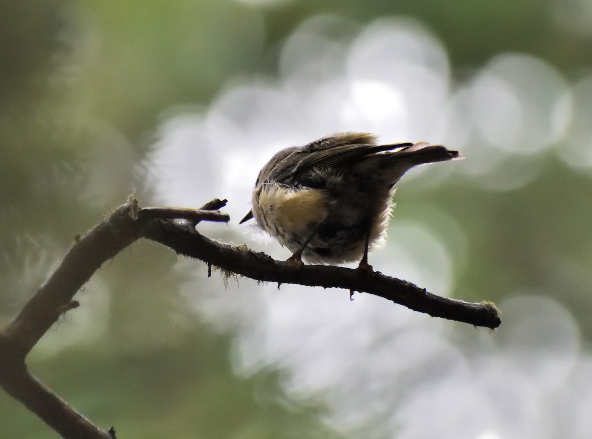 Ruby-crowned Kinglet - ML641767083