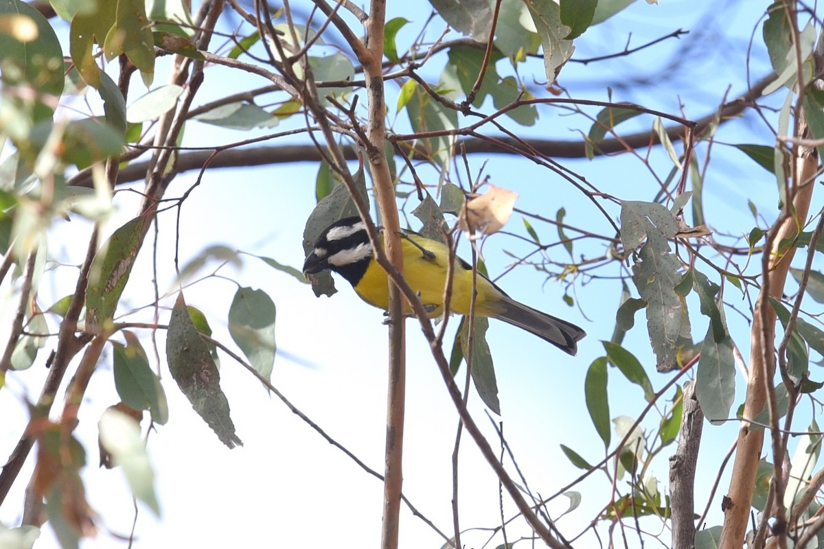 Eastern Shrike-tit - ML641767084