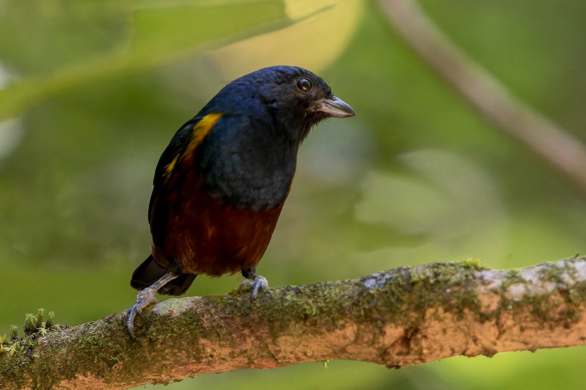 Chestnut-bellied Euphonia - ML641767086