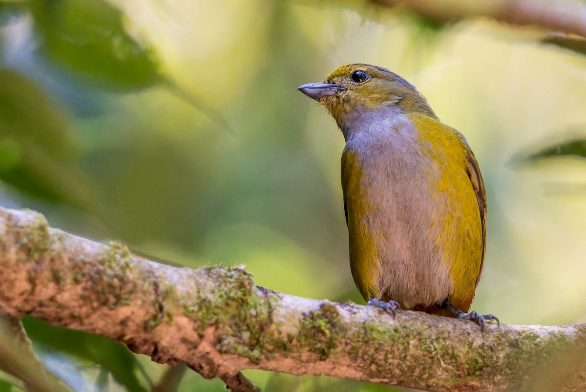 Chestnut-bellied Euphonia - ML641767087