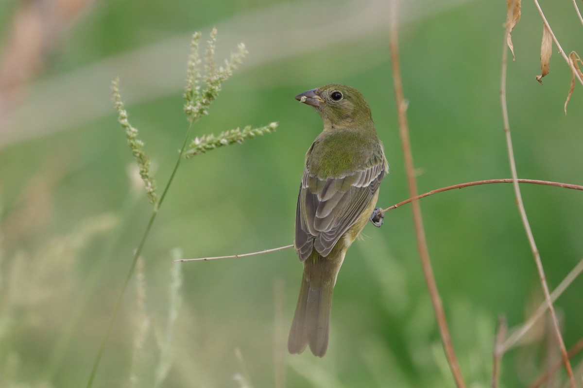Painted Bunting - ML641767113