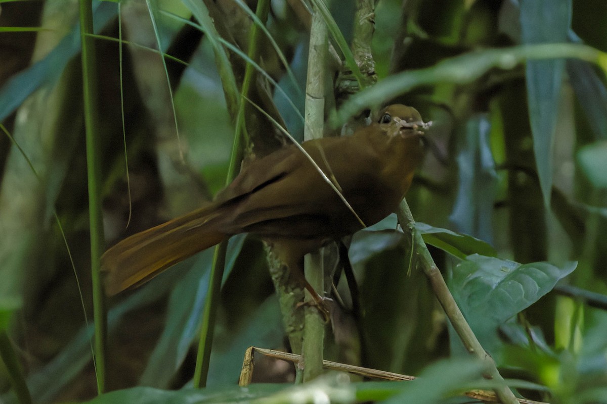 Red-crowned Ant-Tanager - ML641767114