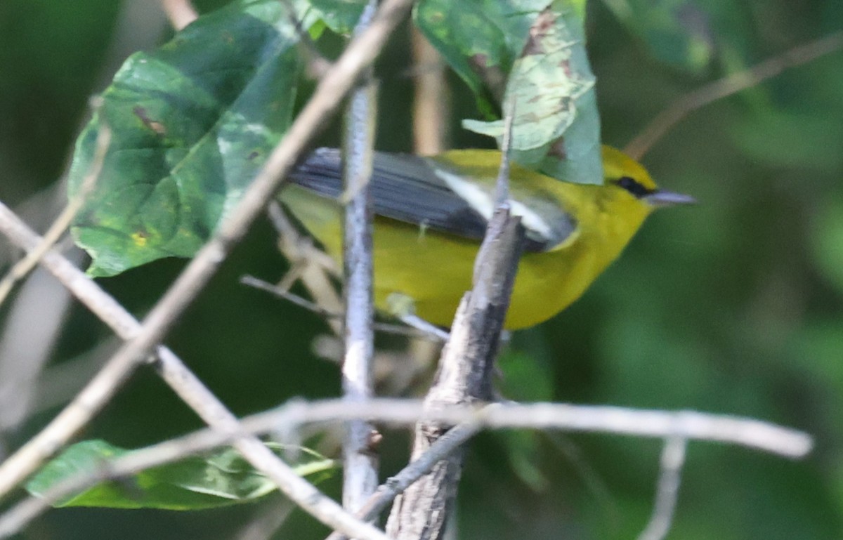 blåvingeparula - ML641767120