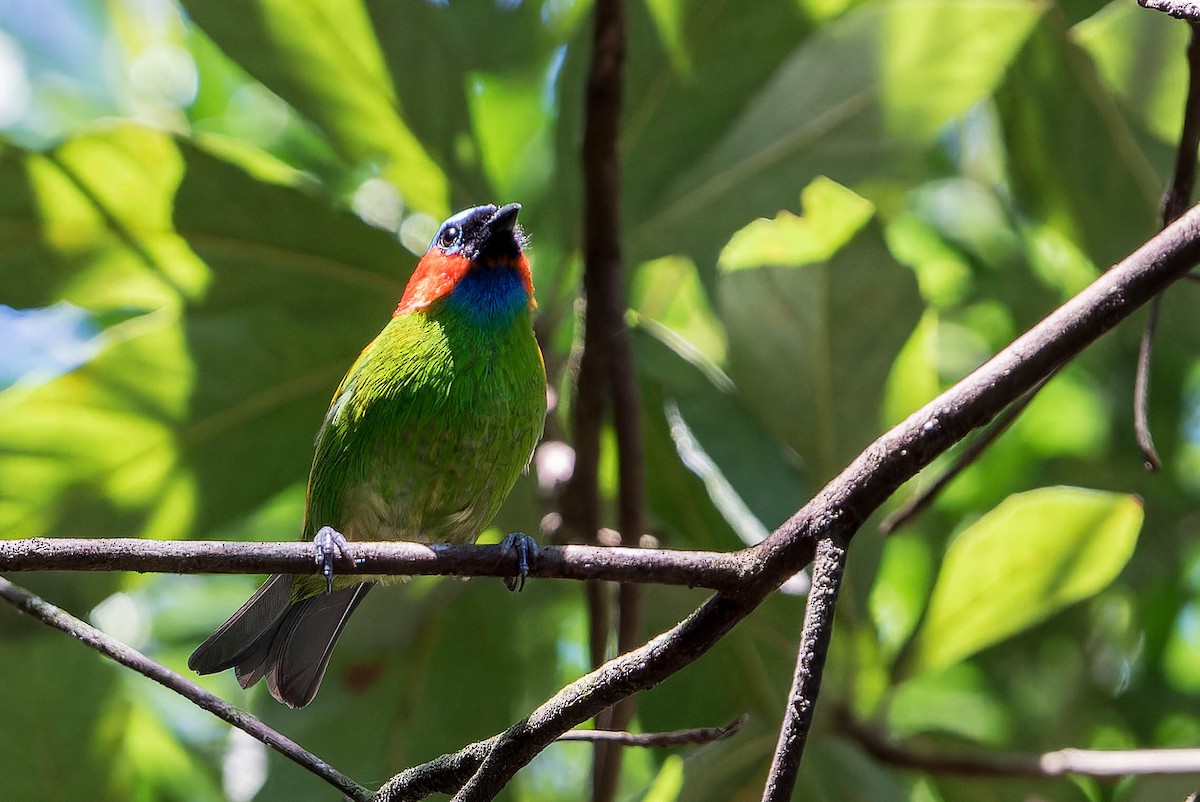 Red-necked Tanager - ML641767123