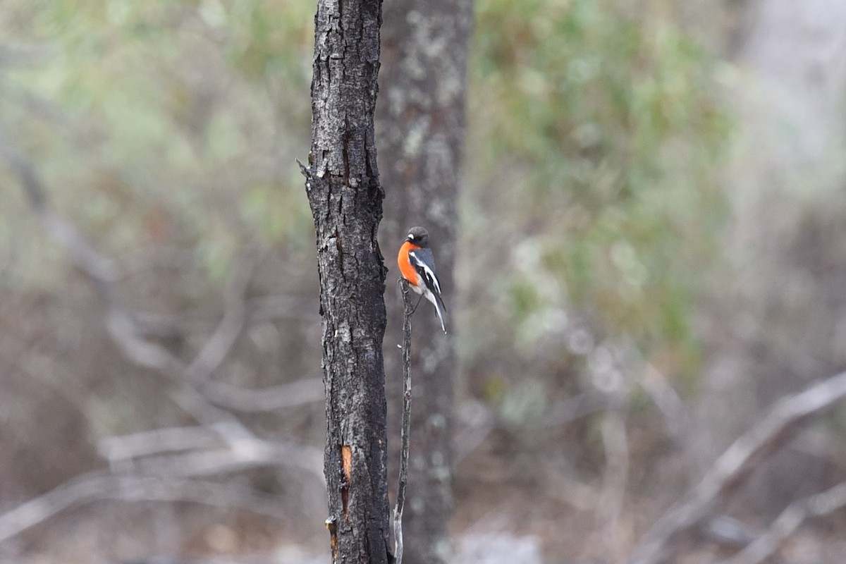 Flame Robin - ML641767126