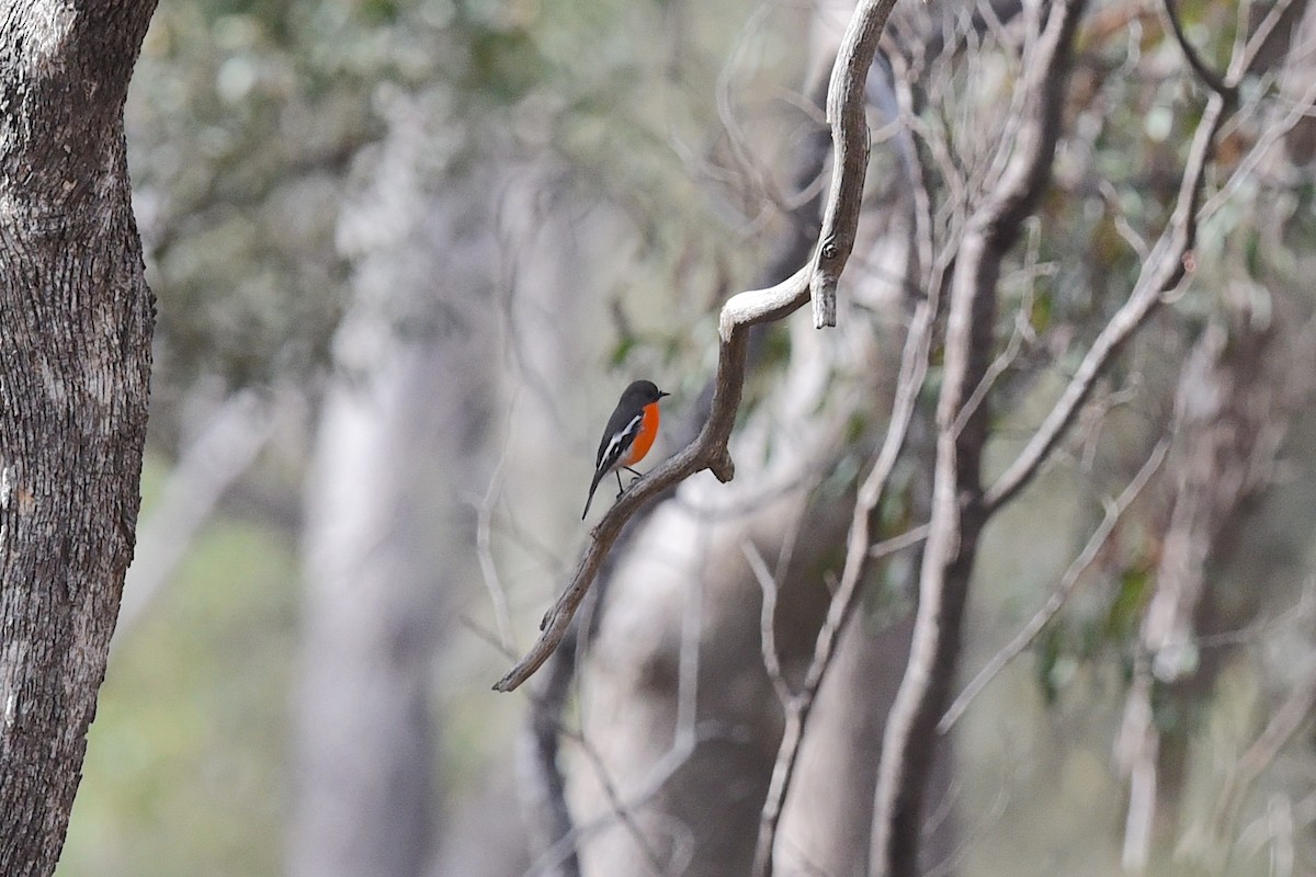 Flame Robin - ML641767127