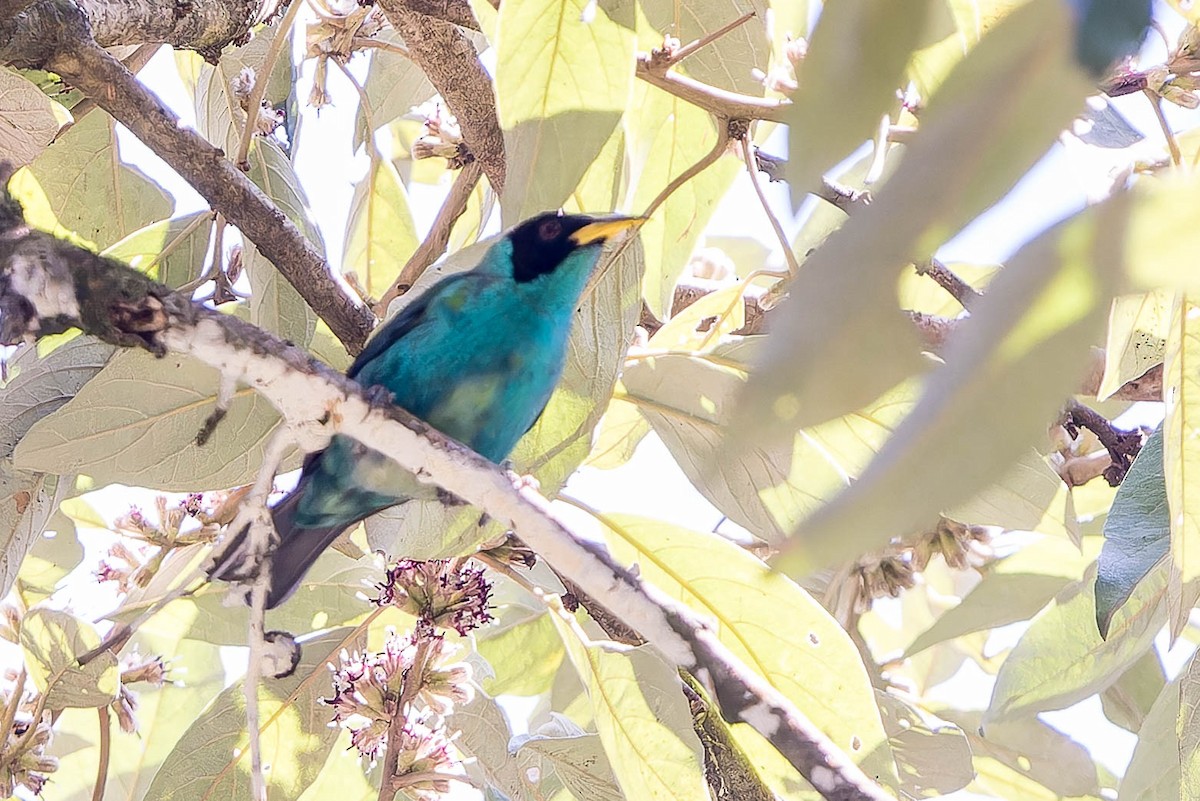 Green Honeycreeper - ML641767131