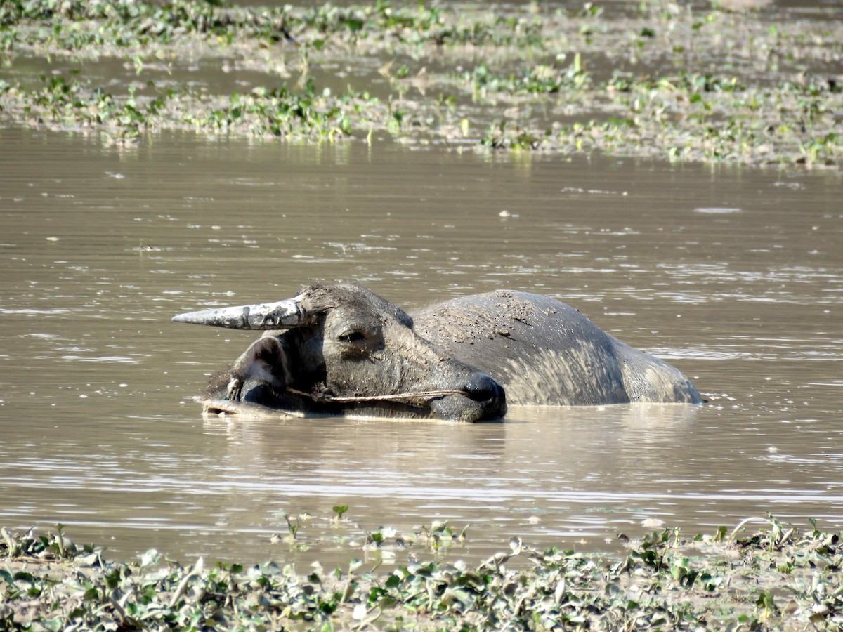 Animals - ML641767151