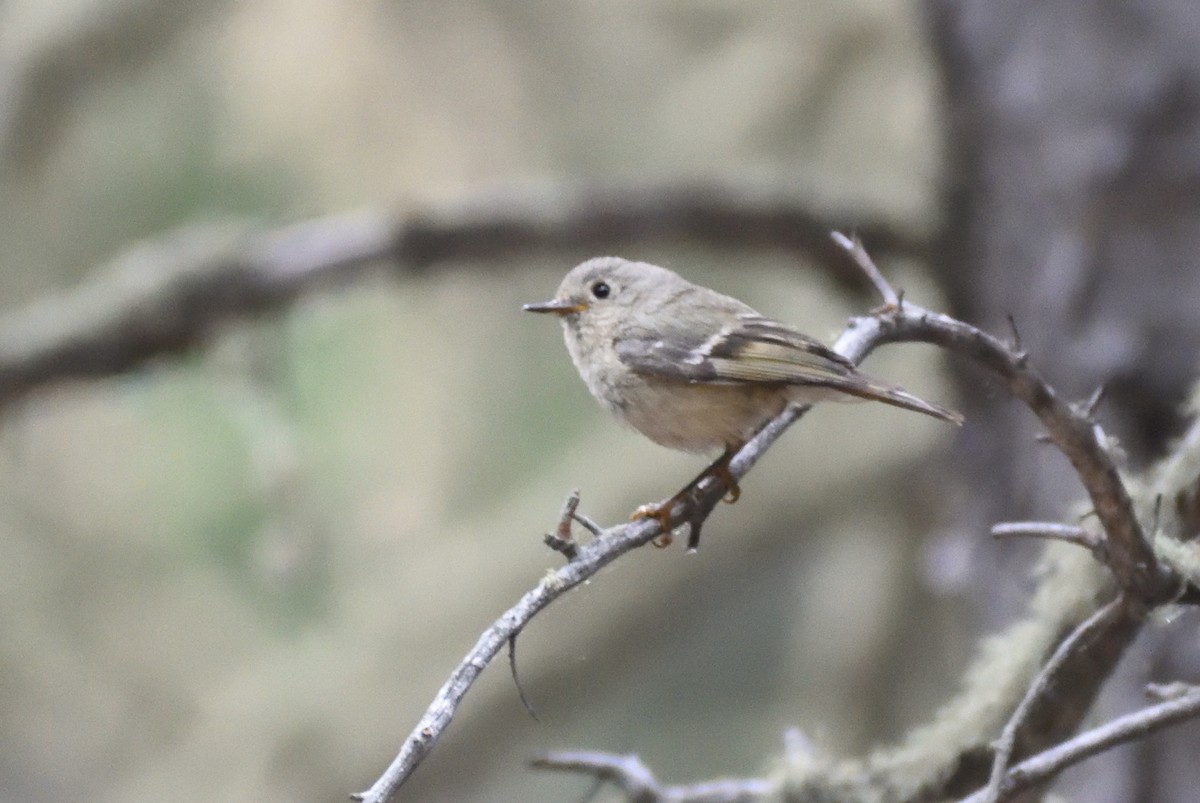 Ruby-crowned Kinglet - ML641767152