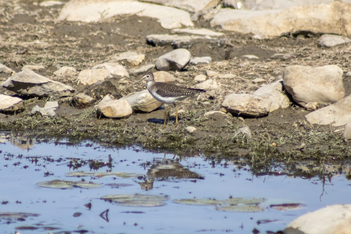 Solitary Sandpiper - ML641767162