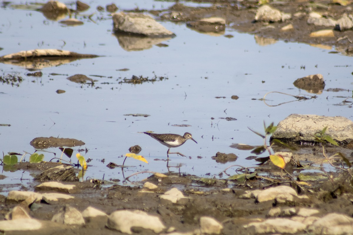 Solitary Sandpiper - ML641767167
