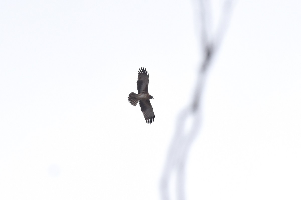 Little Eagle - ML641767173