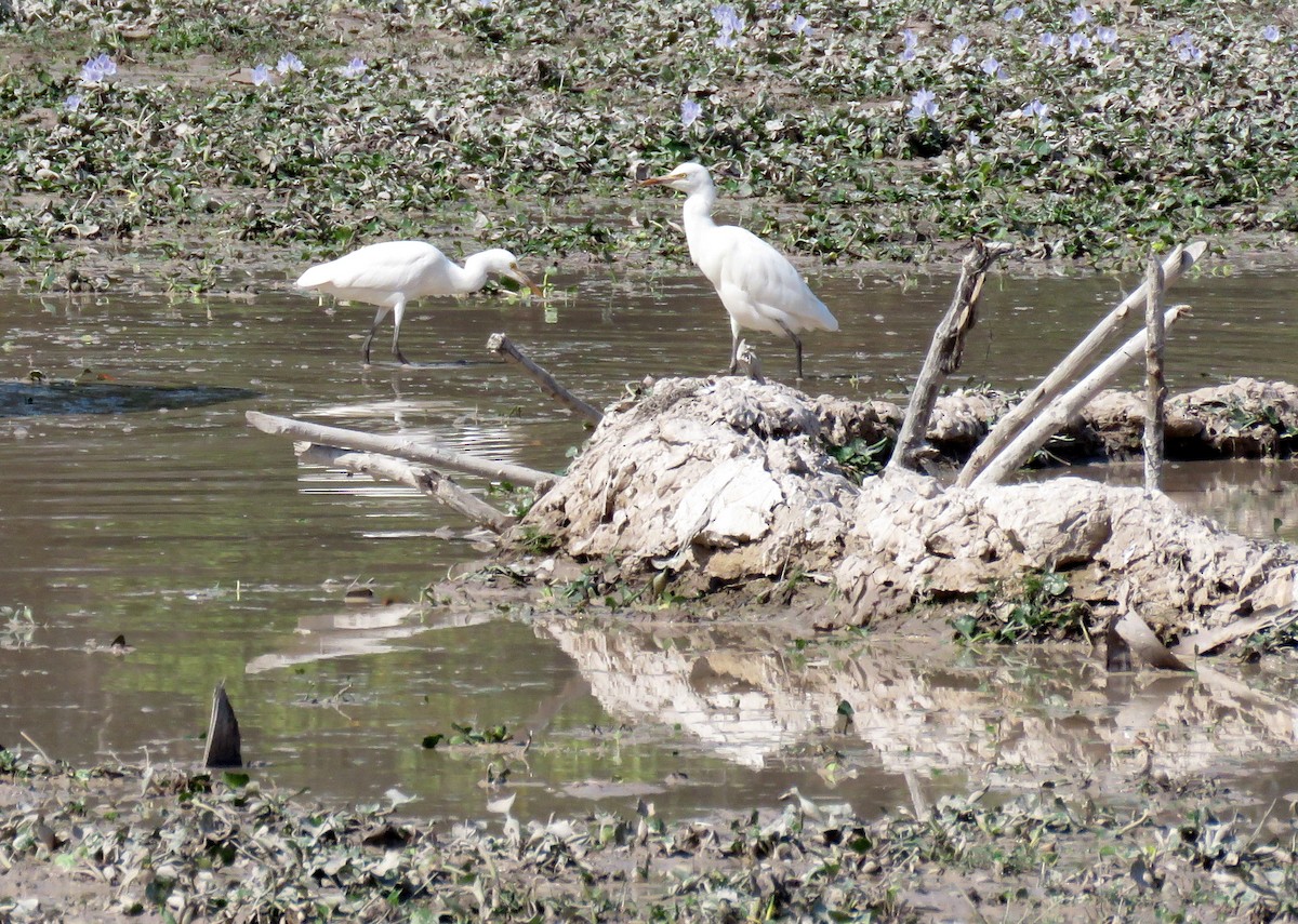 Eastern Cattle-Egret - ML641767179
