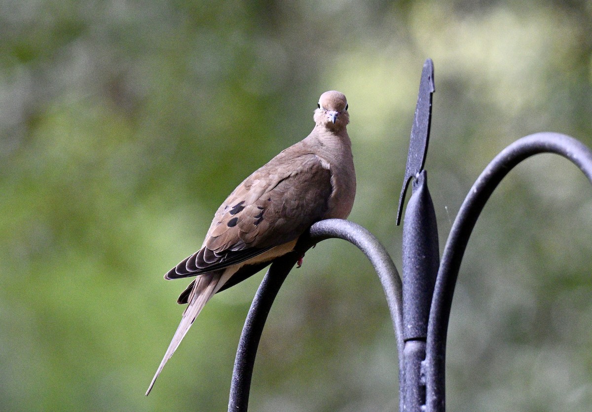 Mourning Dove - ML641767206