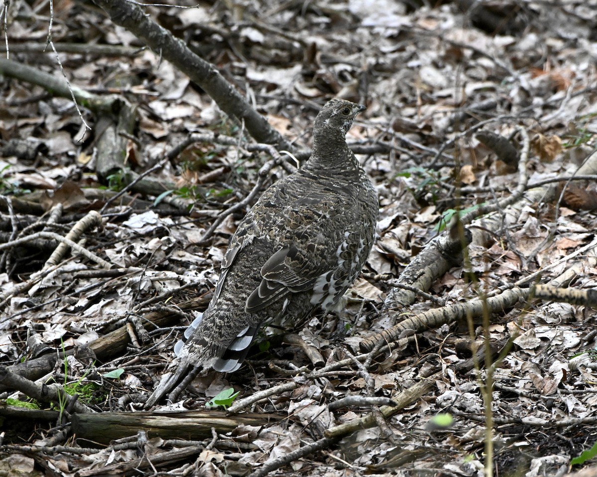 Dusky Grouse - ML641767234