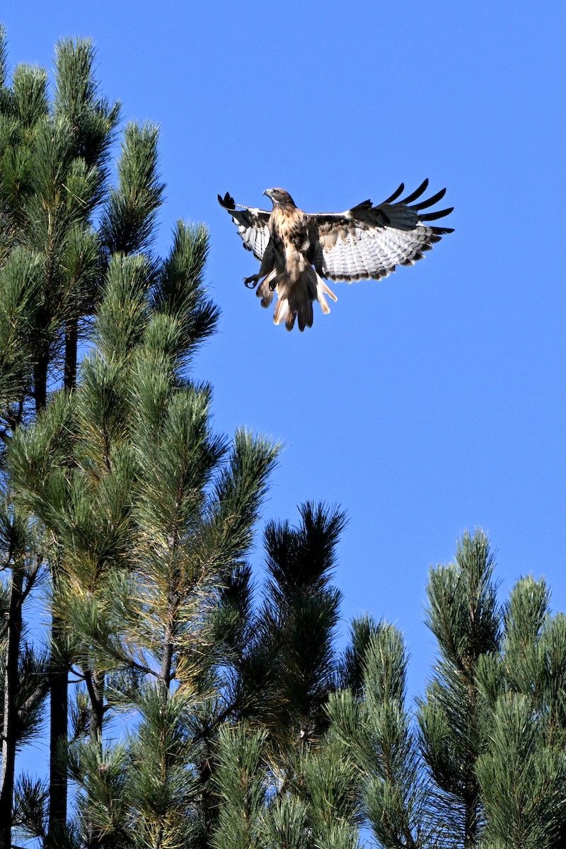 Red-tailed Hawk - ML641767275