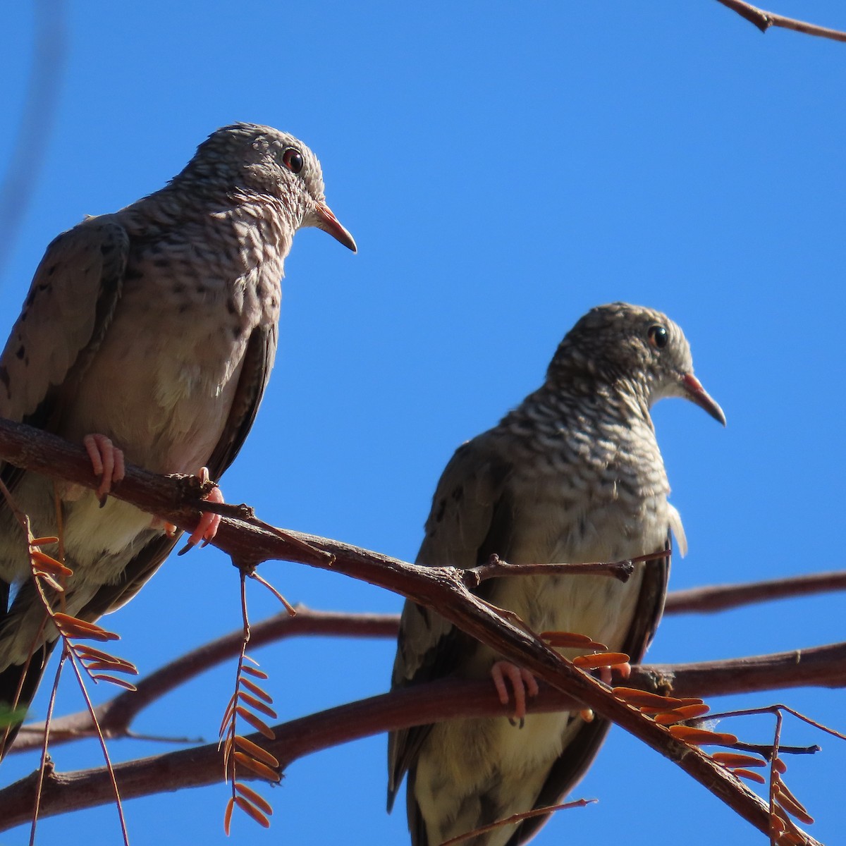 Common Ground Dove - ML641767289