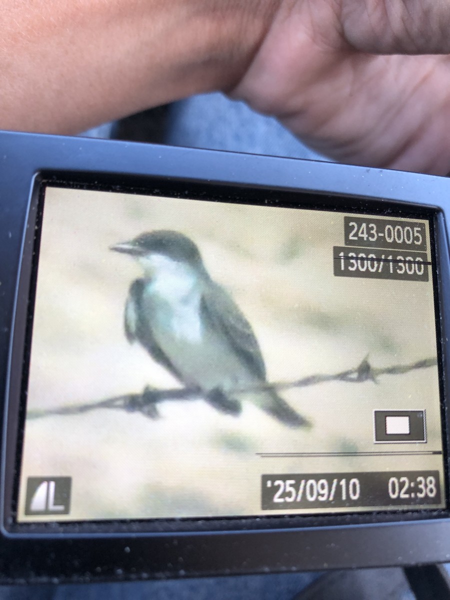 Eastern Kingbird - ML641767290
