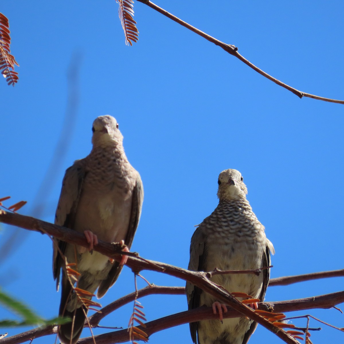 Common Ground Dove - ML641767307