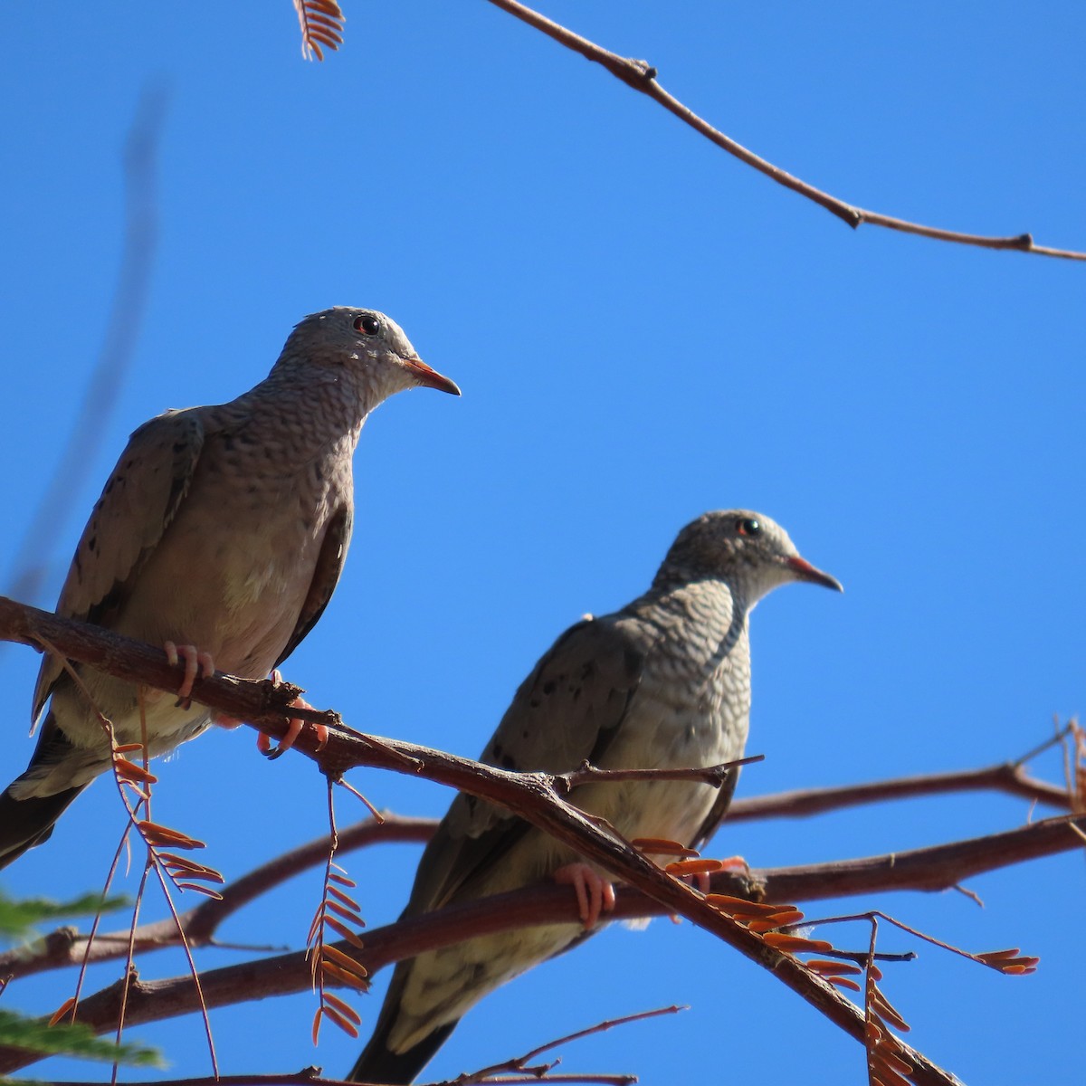 Common Ground Dove - ML641767329