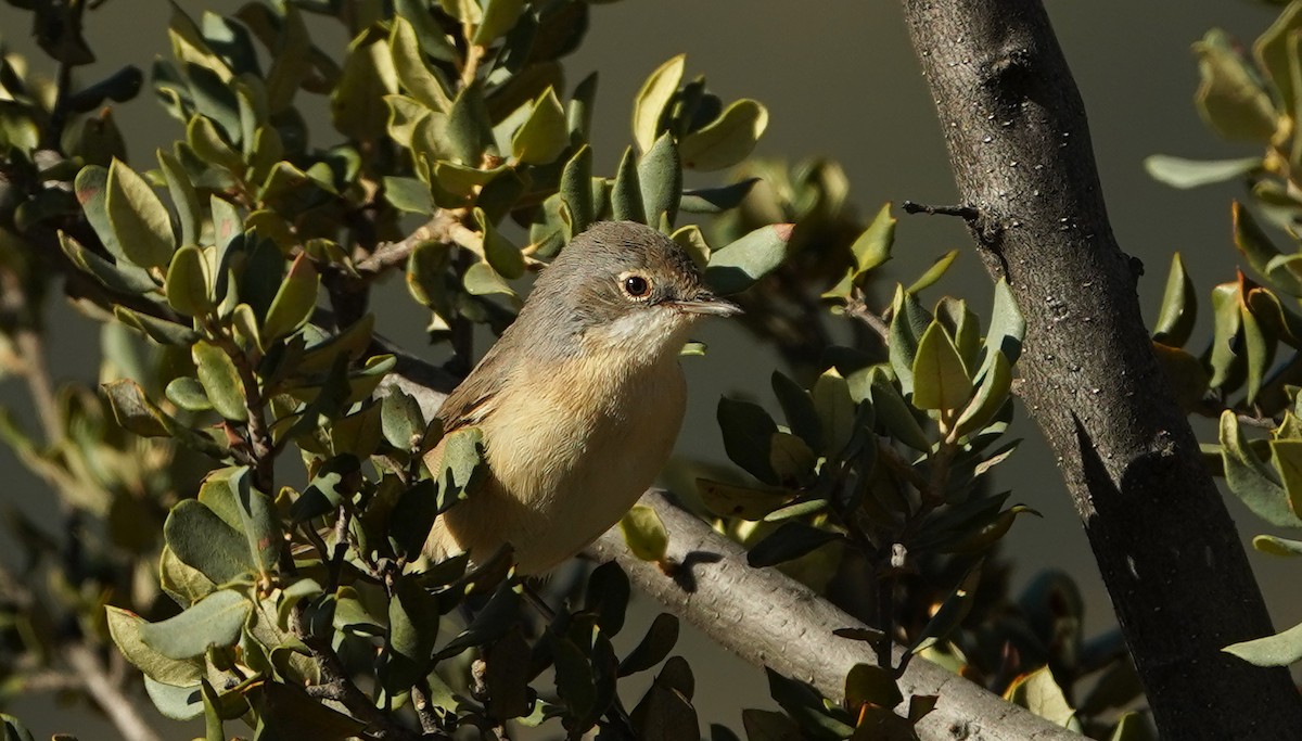 Western Subalpine Warbler - ML641767360