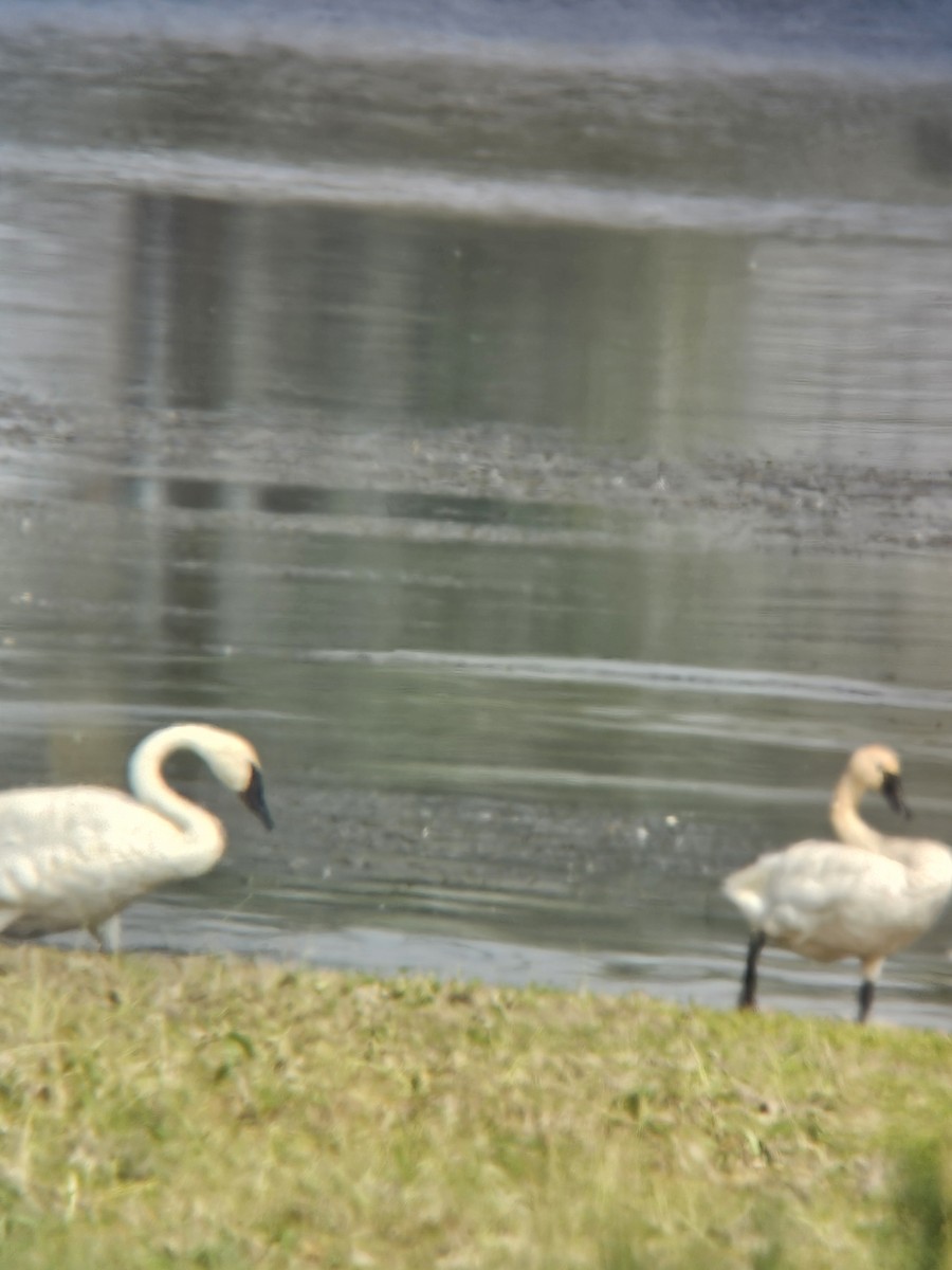 Tundra Swan - ML641767365
