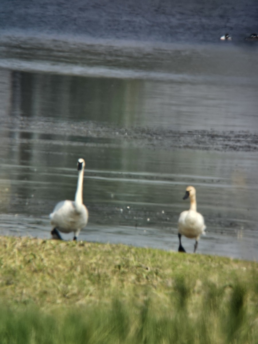 Tundra Swan - ML641767366