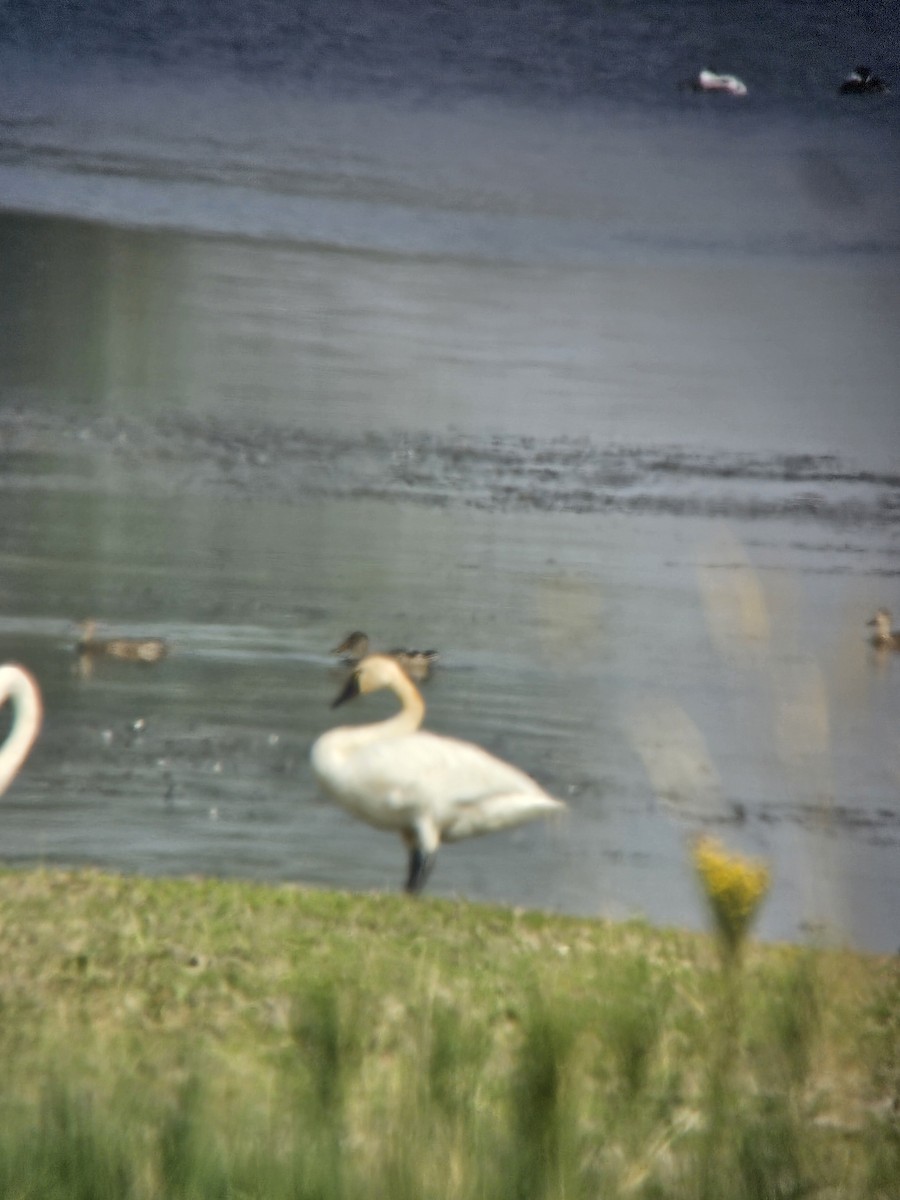 Tundra Swan - ML641767367