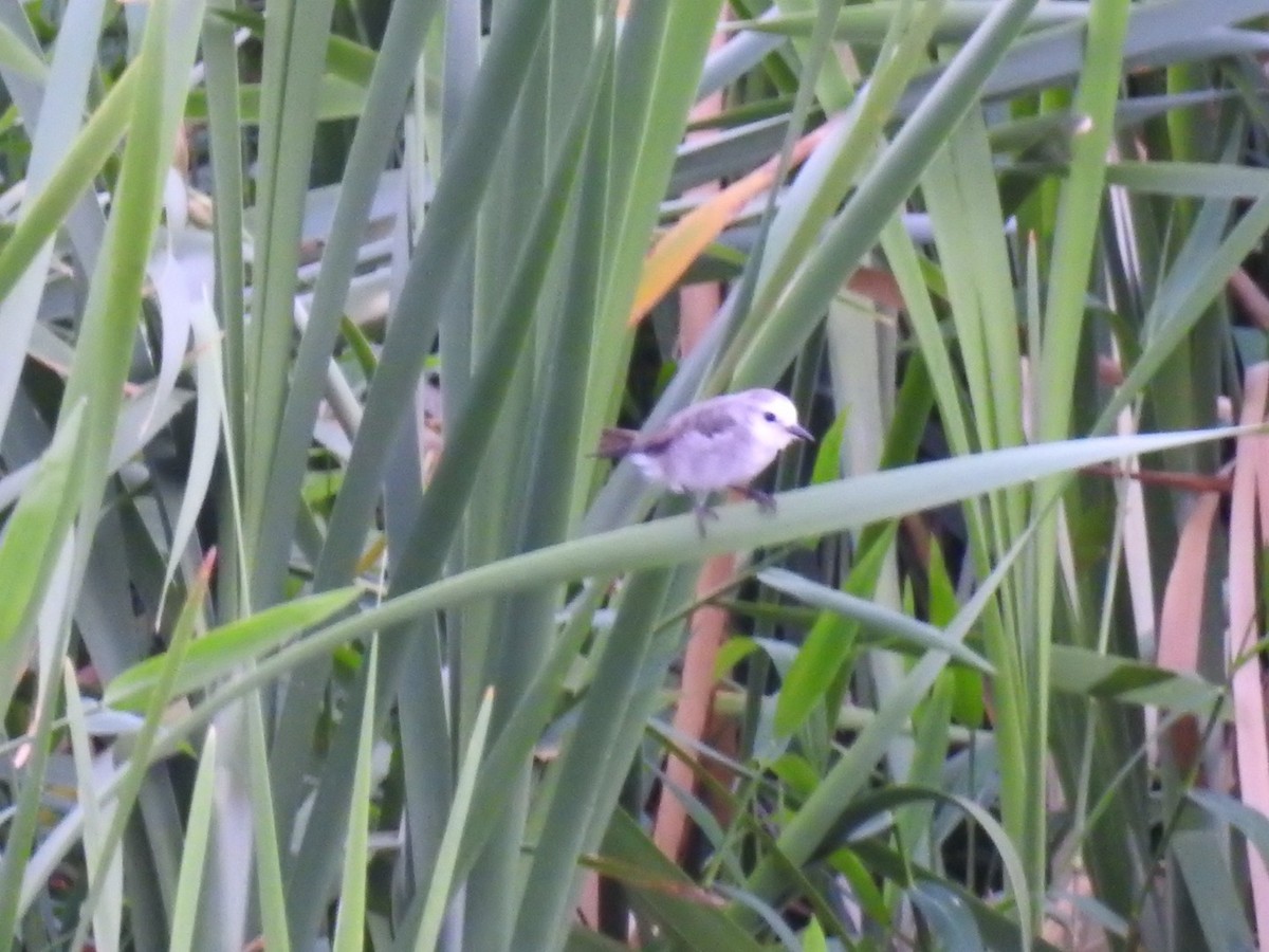 White-headed Marsh Tyrant - ML641767372
