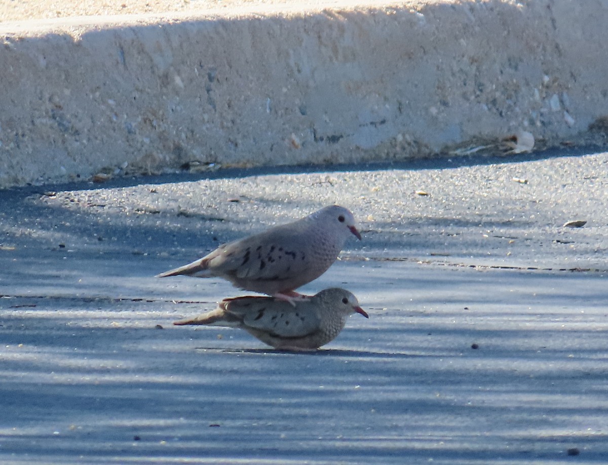 Common Ground Dove - ML641767394