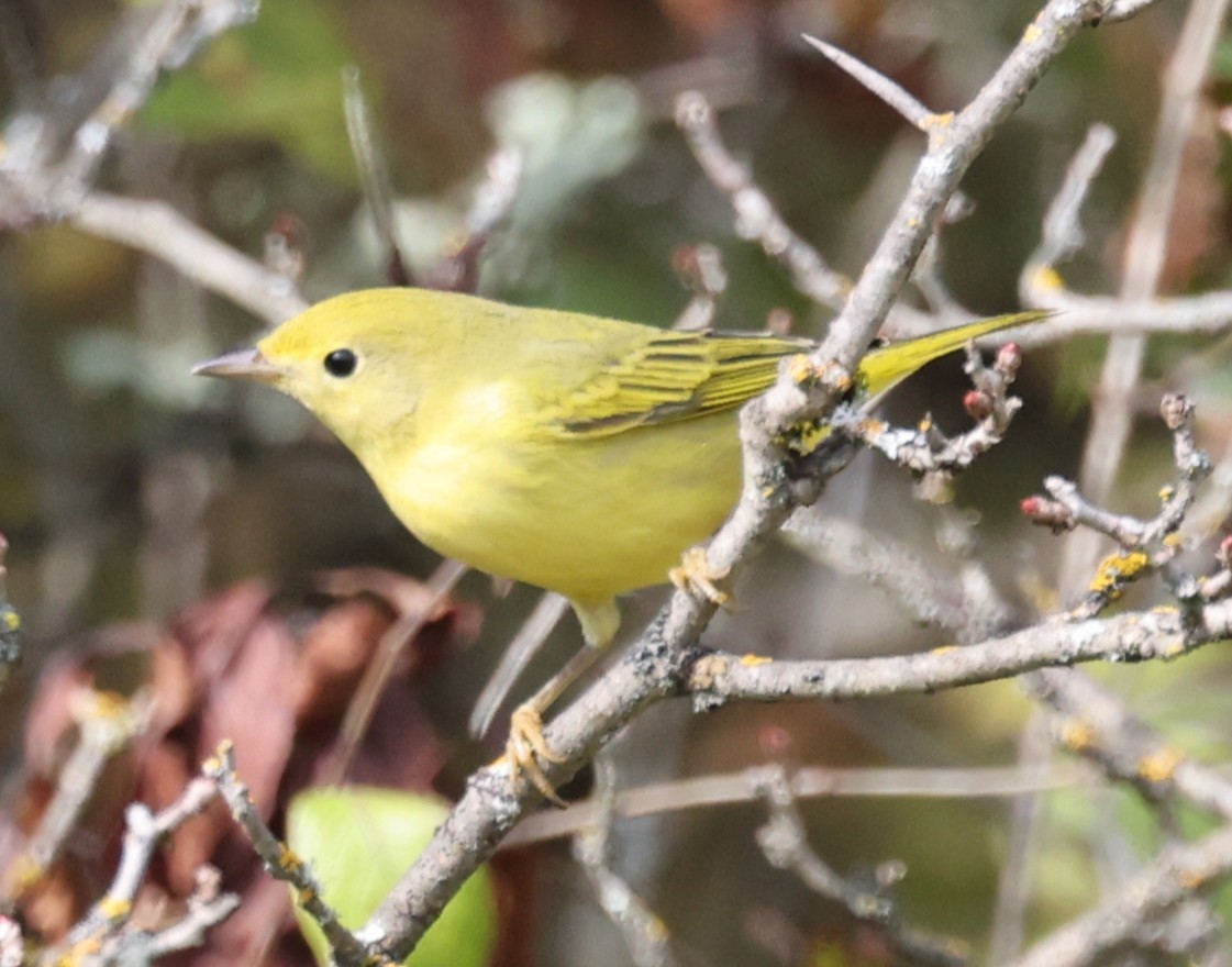 Yellow Warbler (Northern) - ML641767396