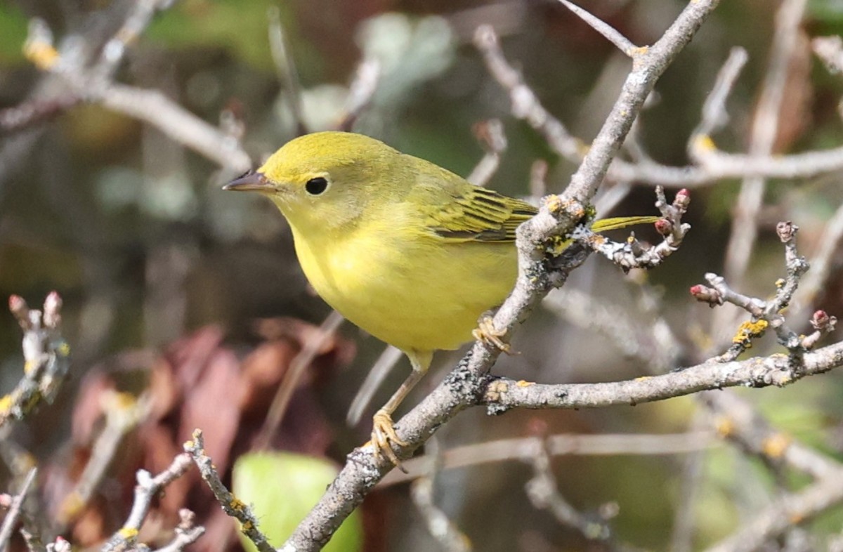 Yellow Warbler (Northern) - ML641767397