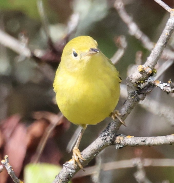 Yellow Warbler (Northern) - ML641767398