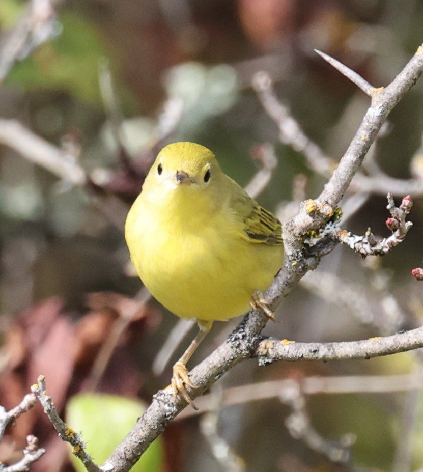 Yellow Warbler (Northern) - ML641767399