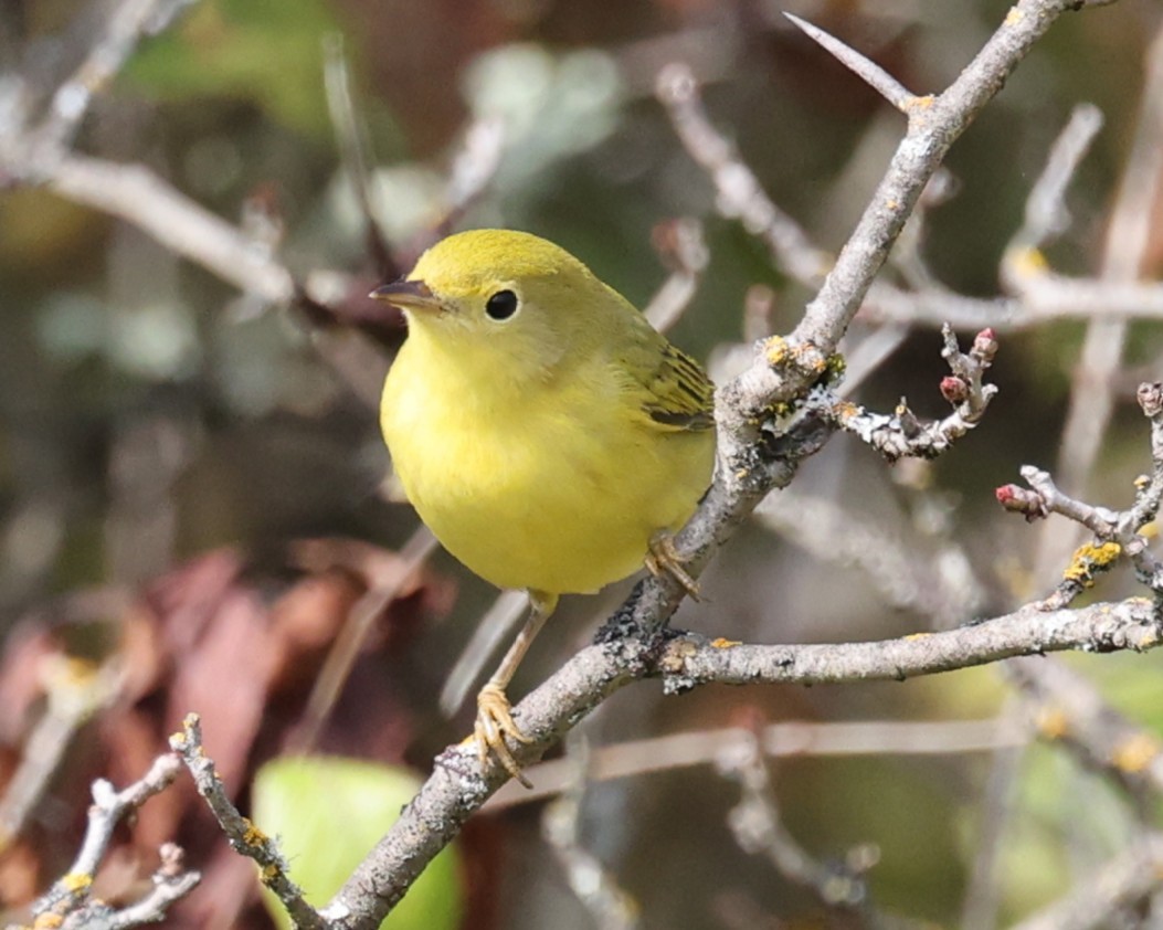 Yellow Warbler (Northern) - ML641767400
