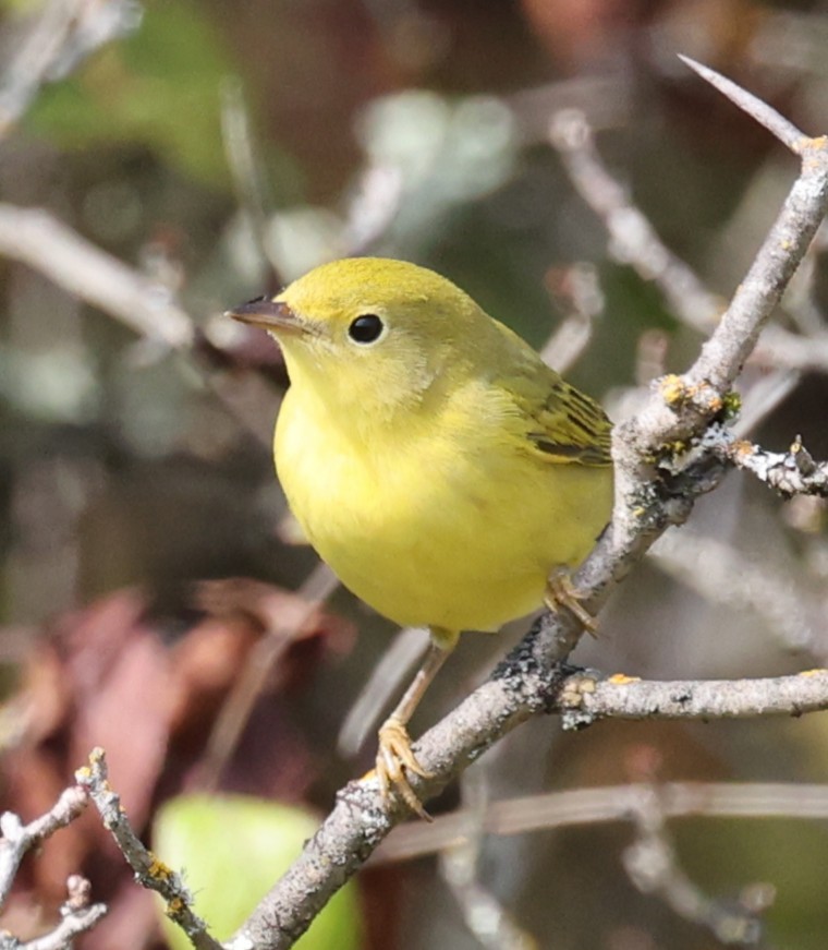 Yellow Warbler (Northern) - ML641767401