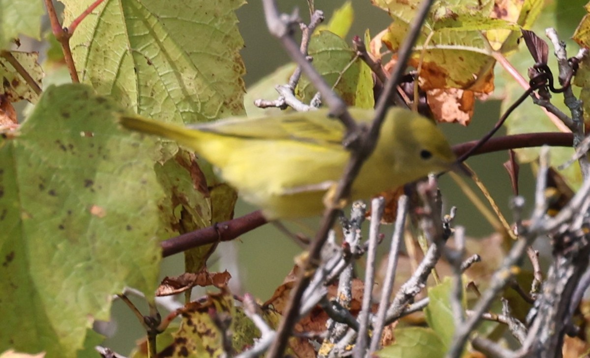 Yellow Warbler (Northern) - ML641767402