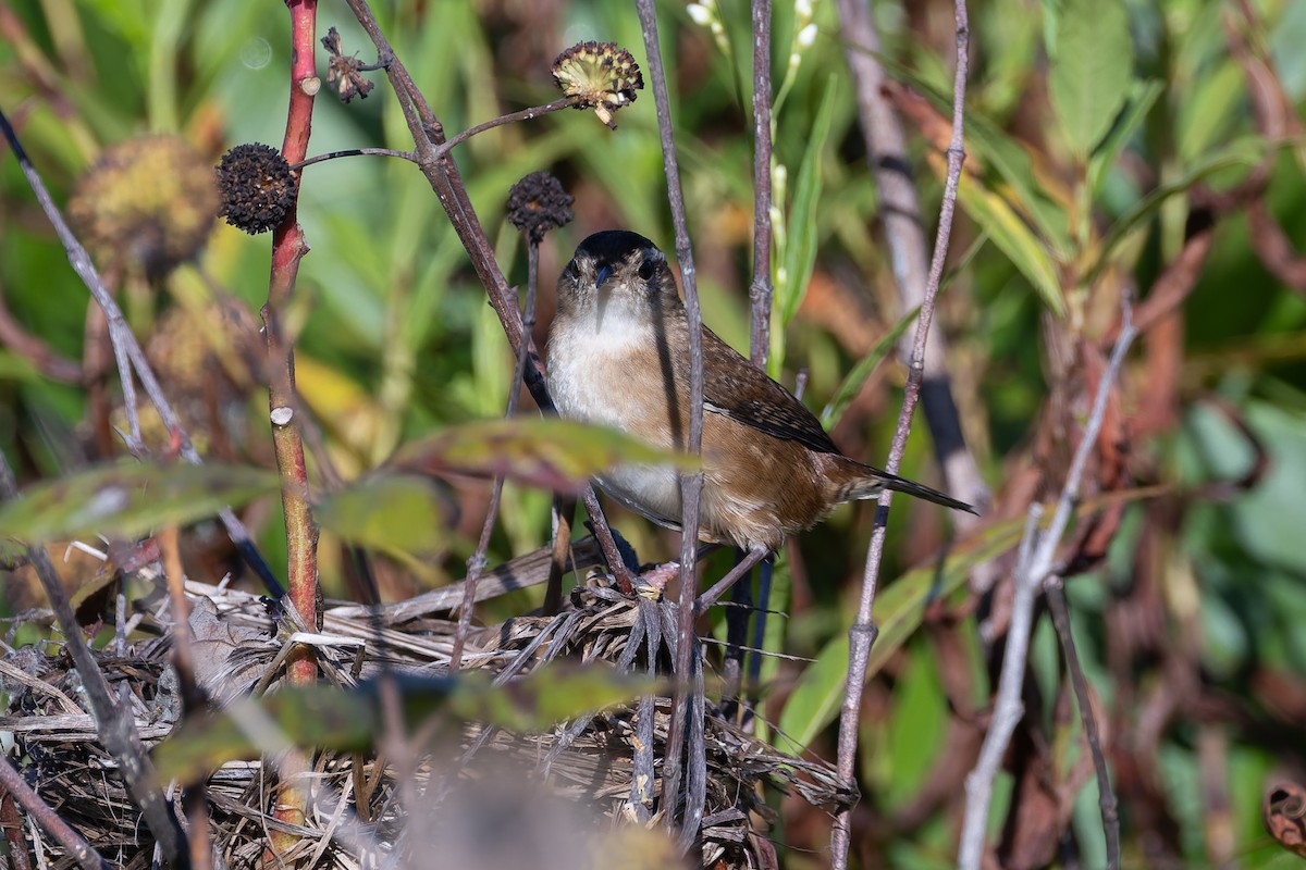Marsh Wren - ML641767420