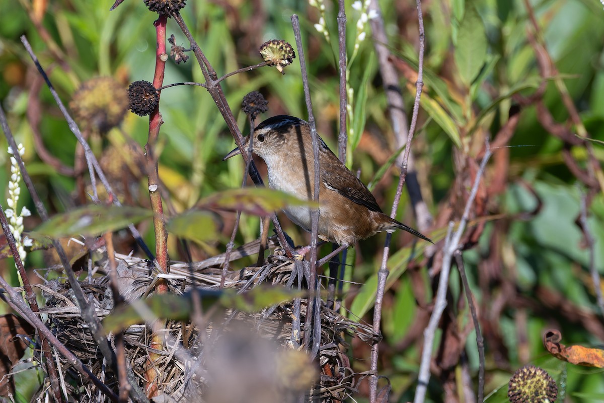 Marsh Wren - ML641767421