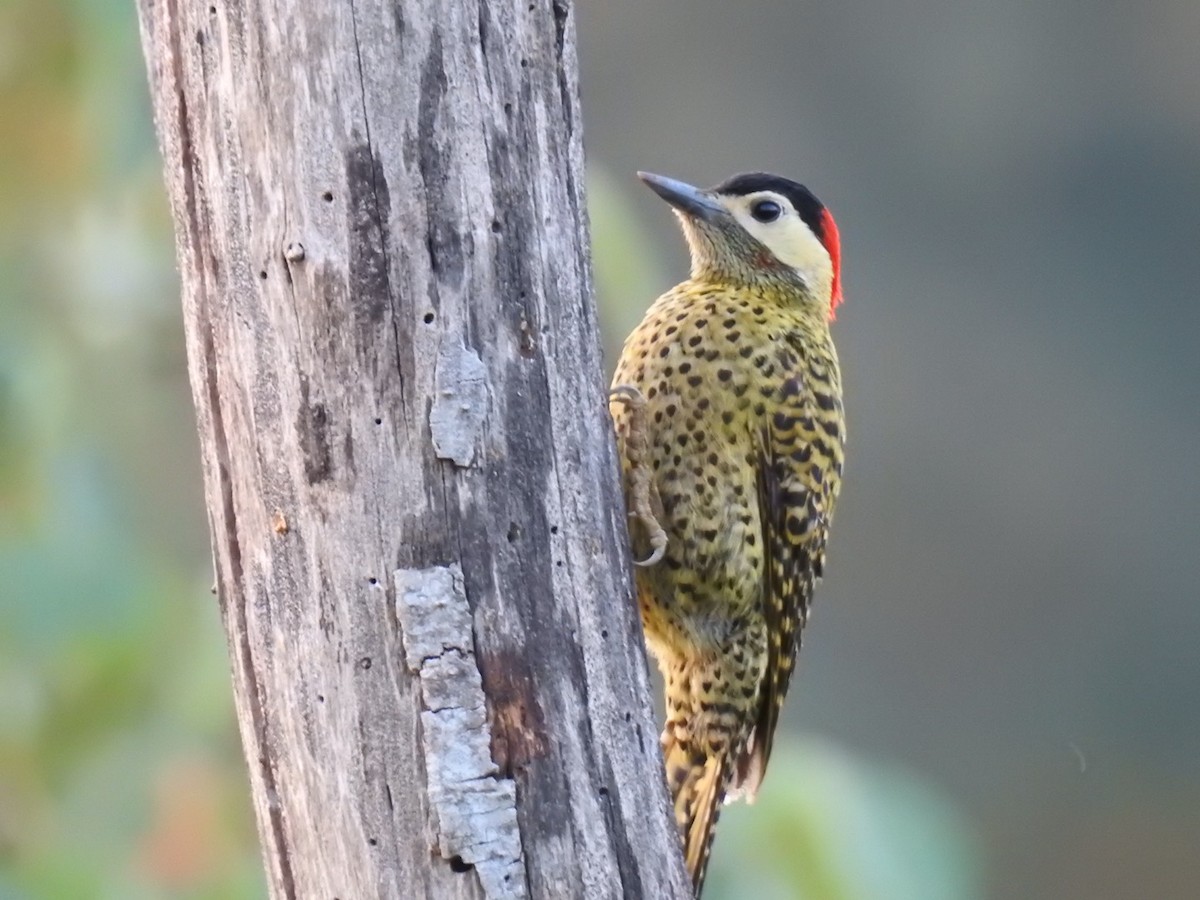 Green-barred Woodpecker - ML641767429