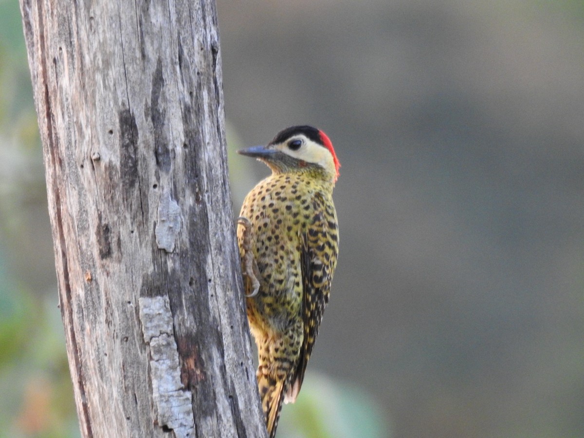 Green-barred Woodpecker - ML641767430
