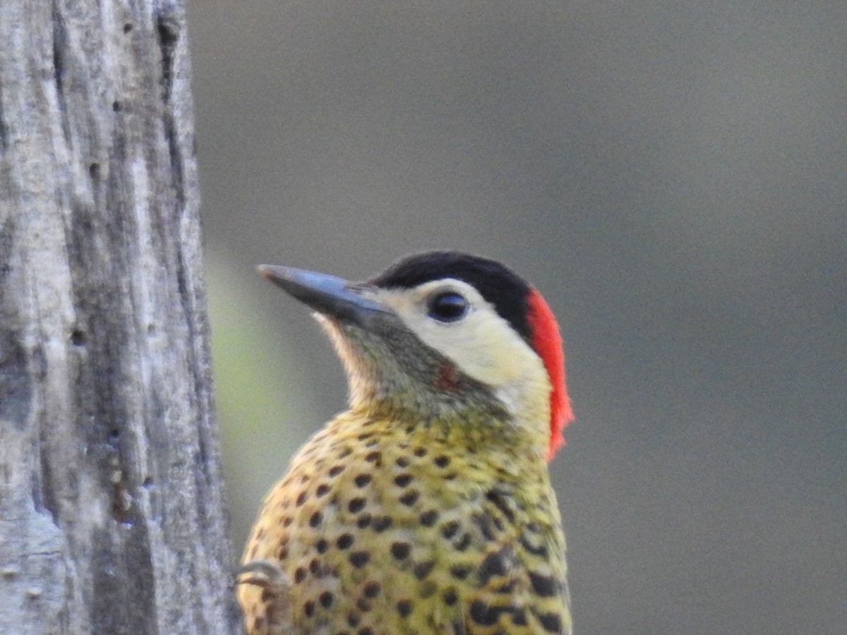 Green-barred Woodpecker - ML641767431