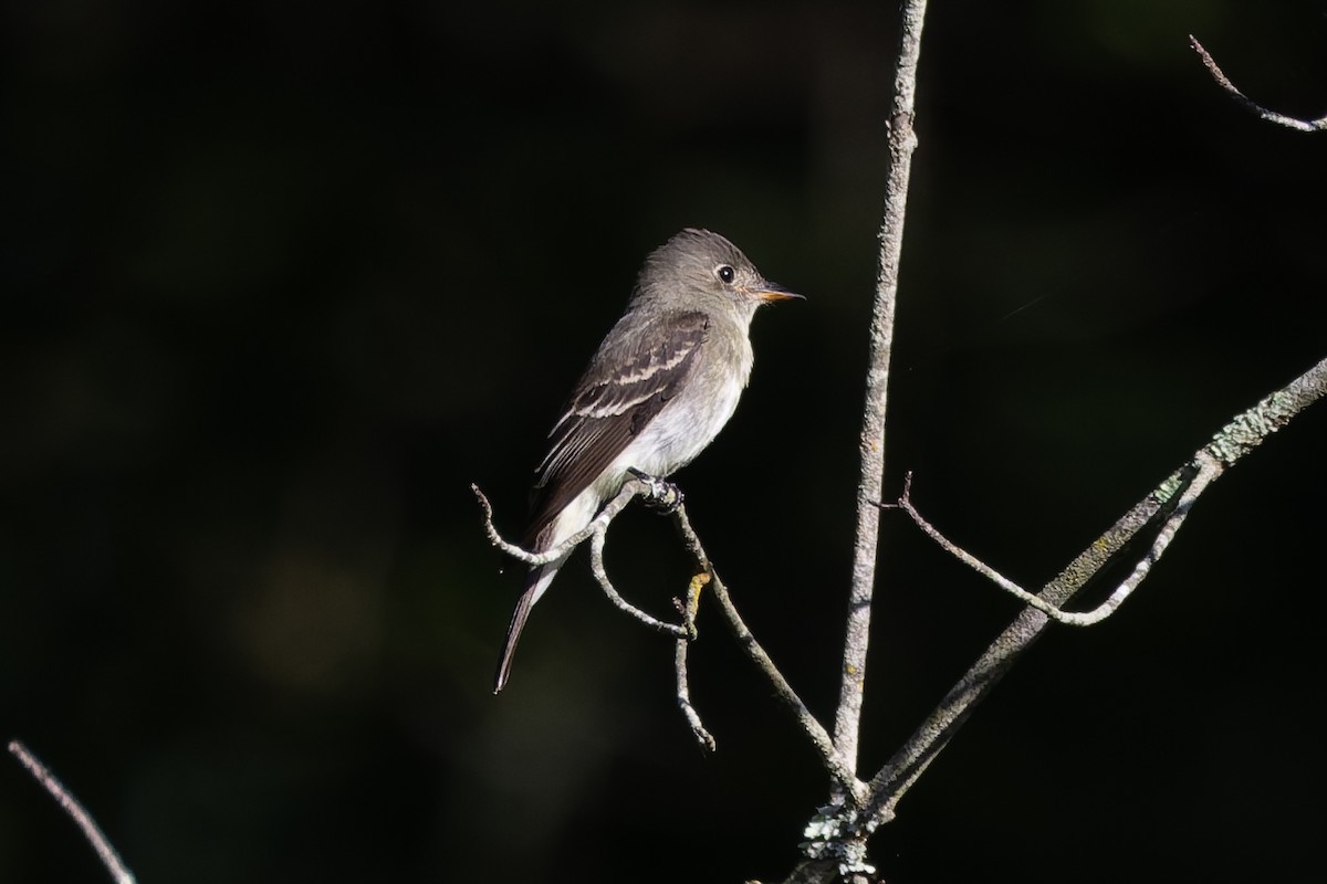 Eastern Wood-Pewee - ML641767432