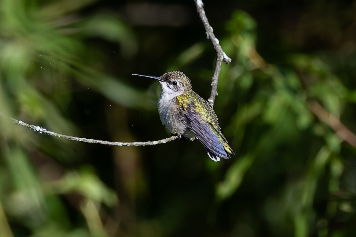 Ruby-throated Hummingbird - ML641767439